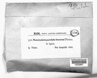 Jumillera punctatobrunnea image